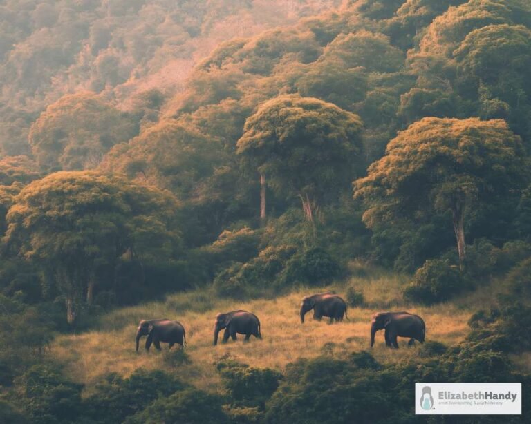 What is cognitive behavioral therapy (CBT)?